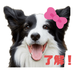 [LINEスタンプ] ボーダーコリーのレアちゃん