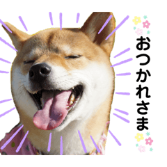[LINEスタンプ] 柴犬きなこ★まったり日常④