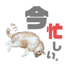 [LINEスタンプ] 吾輩はQOOであるvol.2
