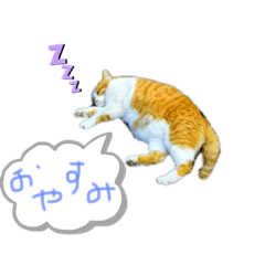 [LINEスタンプ] ネコすぎにはたまらない