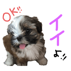 [LINEスタンプ] るーすけみーそーしー