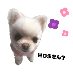[LINEスタンプ] いぬのまりもちゃん