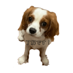 [LINEスタンプ] よれちゃん