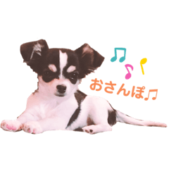 [LINEスタンプ] チワワのつむぎ君