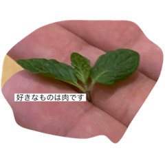 [LINEスタンプ] みんとのきもち