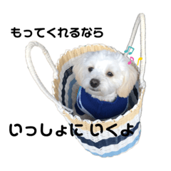 [LINEスタンプ] らる(散歩拒否いいわ犬)