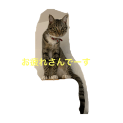 [LINEスタンプ] うずらスタンプ3号