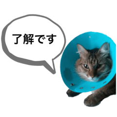 [LINEスタンプ] ネコとネコの楽しいスタンプ