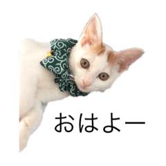 [LINEスタンプ] 我が家のねこ2