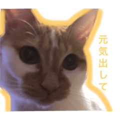 [LINEスタンプ] きなきなきなこスタンプ