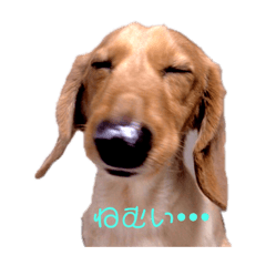 [LINEスタンプ] ぴーすけの毎日。