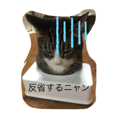 [LINEスタンプ] ニャンニャンニャン1