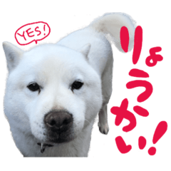 [LINEスタンプ] 北海道犬マメくん（写真）スタンプ