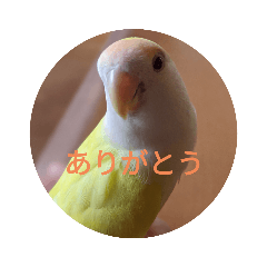 [LINEスタンプ] コザクラインコのこむぎ（komugi）