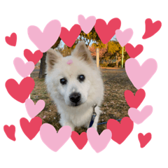 [LINEスタンプ] ぴっといんぴっと