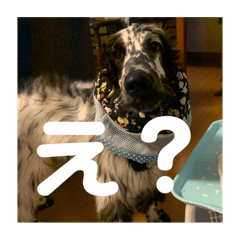 [LINEスタンプ] 愛犬の日常！