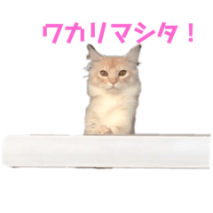 [LINEスタンプ] ネッコのチビちゃん