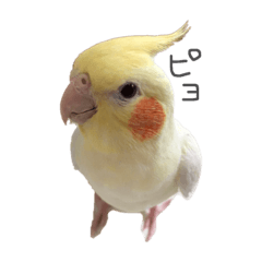 [LINEスタンプ] ピヨくう