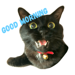[LINEスタンプ] 黒猫のいる暮らし