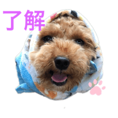 [LINEスタンプ] セラのひと言
