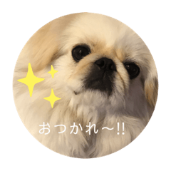 [LINEスタンプ] ペキニーズこむぎのスタンプ(2)