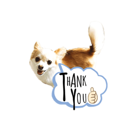 [LINEスタンプ] Dog ＝ Tia