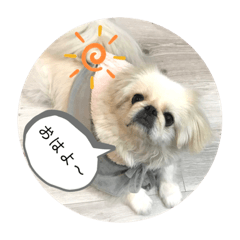 [LINEスタンプ] ペキニーズこむぎのスタンプ(1)