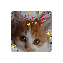 [LINEスタンプ] きなこちゃんの1日