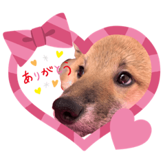[LINEスタンプ] 柴犬のももちゃん@DSM
