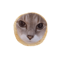[LINEスタンプ] 【わがやのねこ】 びーくん