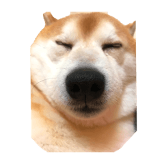 [LINEスタンプ] 犬スタンプ（犬編）
