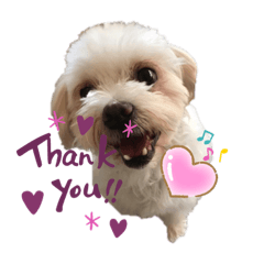 [LINEスタンプ] Lilyすたんぷ