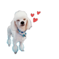 [LINEスタンプ] チヨ丸くん
