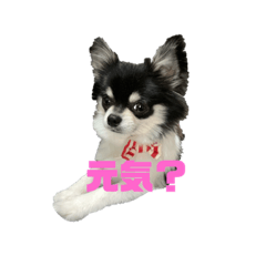 [LINEスタンプ] チワワのももちゃんの日常
