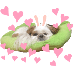 [LINEスタンプ] うちのめんこちゃんたち1