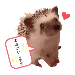 [LINEスタンプ] ハリボースタンプ