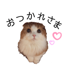 [LINEスタンプ] ふんわりネコ風太くん ③