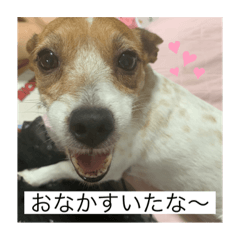 [LINEスタンプ] ジャック・ラッセル・テリア ティンク