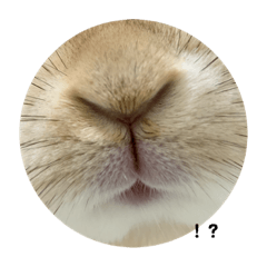 [LINEスタンプ] ぽんぽんうさぎ社 ぽんぽこモデル