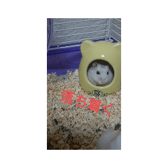 [LINEスタンプ] ハムスターのしろちゃん