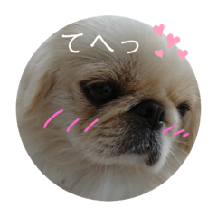 [LINEスタンプ] ペキニーズこむぎのスタンプ(3)
