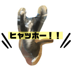 [LINEスタンプ] はなちゃんの平和な日常