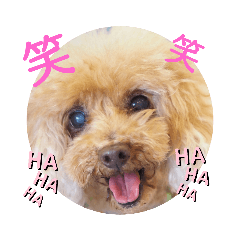 [LINEスタンプ] ここちゃんのきもち