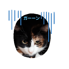 [LINEスタンプ] こだちゃんの気持ち