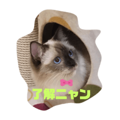 [LINEスタンプ] 元気ラグ猫真央っこ