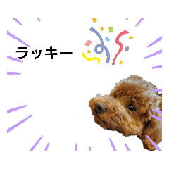 [LINEスタンプ] あずき！