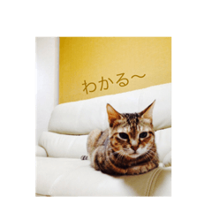 [LINEスタンプ] あの日のククちゃん