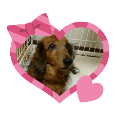 [LINEスタンプ] misa犬