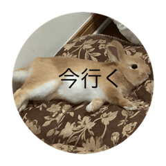 [LINEスタンプ] coco第二弾35543575