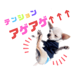 [LINEスタンプ] チワワさん。